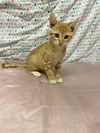 adoptable Cat in Modesto, CA named *ELROY