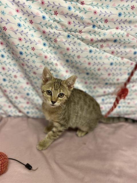 adoptable Cat in Modesto, CA named *ELOISE