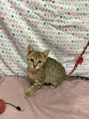 adoptable Cat in Modesto, CA named *ELOISE