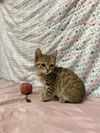 adoptable Cat in Modesto, CA named *FRED