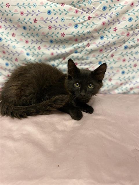 adoptable Cat in Modesto, CA named *ETHEL