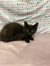 adoptable Cat in Modesto, CA named *ETHEL