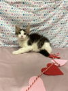 adoptable Cat in Modesto, CA named *LUCY