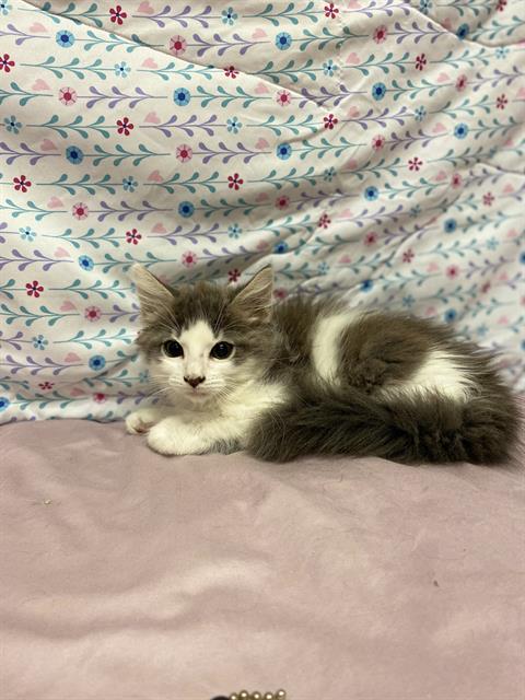 adoptable Cat in Modesto, CA named *RICKY