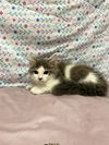 adoptable Cat in Modesto, CA named *RICKY