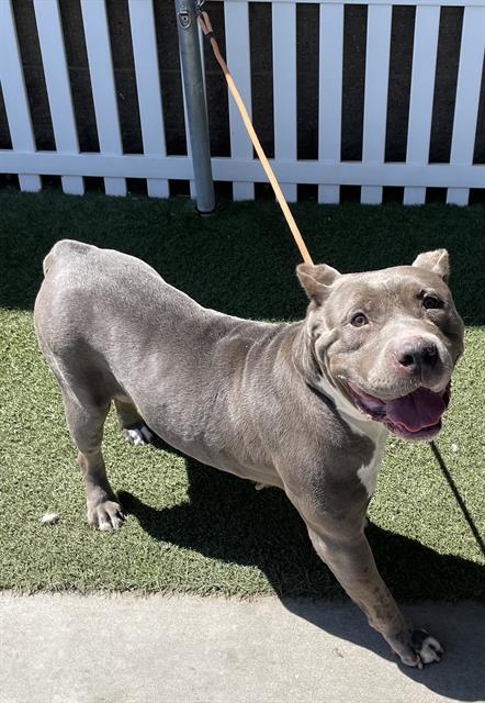 adoptable Dog in Modesto, CA named *SILVER