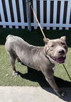 adoptable Dog in Modesto, CA named *SILVER