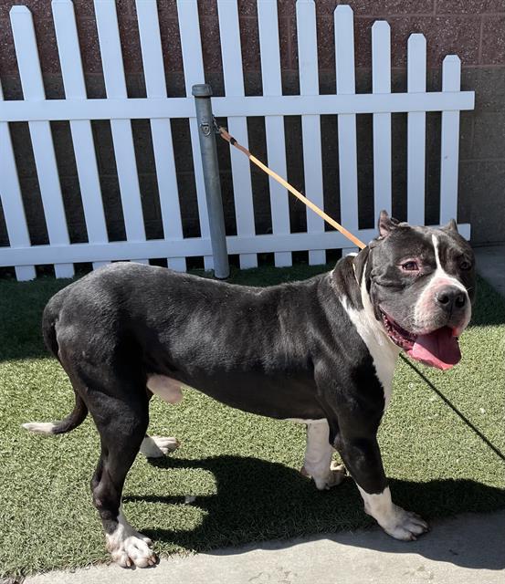 adoptable Dog in Modesto, CA named *MACK