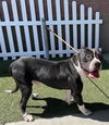 adoptable Dog in Modesto, CA named *MACK