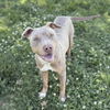 adoptable Dog in Modesto, CA named BENNY
