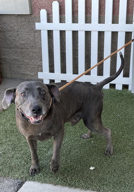 adoptable Dog in Modesto, CA named JAX BLACK