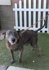 adoptable Dog in Modesto, CA named JAX BLACK