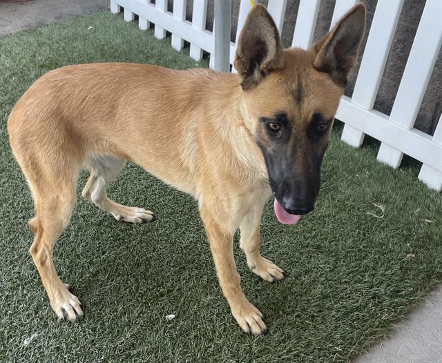 adoptable Dog in Modesto, CA named *MARINA
