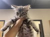 adoptable Cat in Modesto, CA named *SMALLS