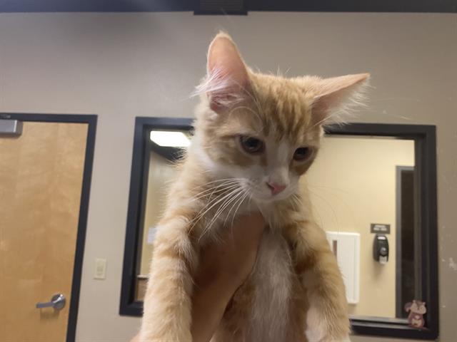 adoptable Cat in Modesto, CA named *PUMPKIN