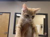 adoptable Cat in Modesto, CA named *PUMPKIN