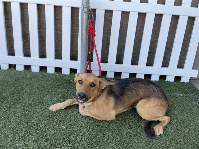 adoptable Dog in Modesto, CA named *MACARONI