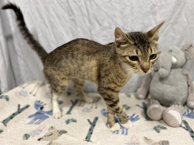 adoptable Cat in Modesto, CA named A601439