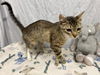 adoptable Cat in  named A601439