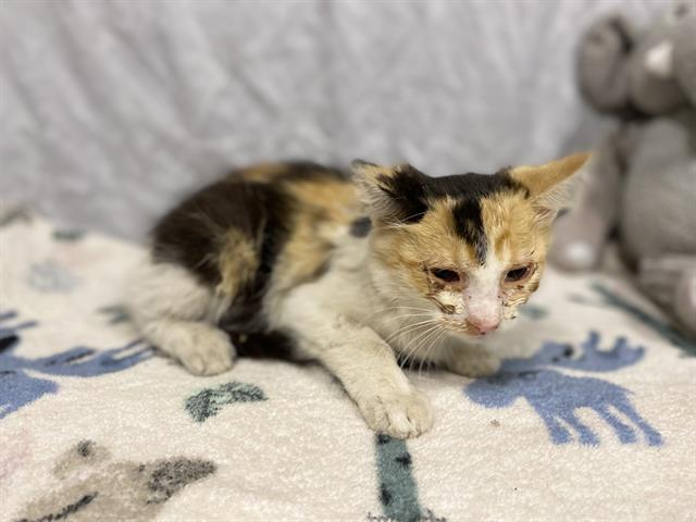 adoptable Cat in Modesto, CA named A601446
