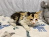 adoptable Cat in  named A601446