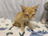 adoptable Cat in  named A601447
