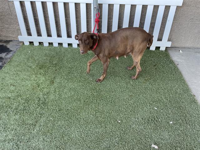adoptable Dog in Modesto, CA named *HONEYBEE