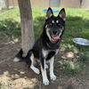 adoptable Dog in  named *SAGE