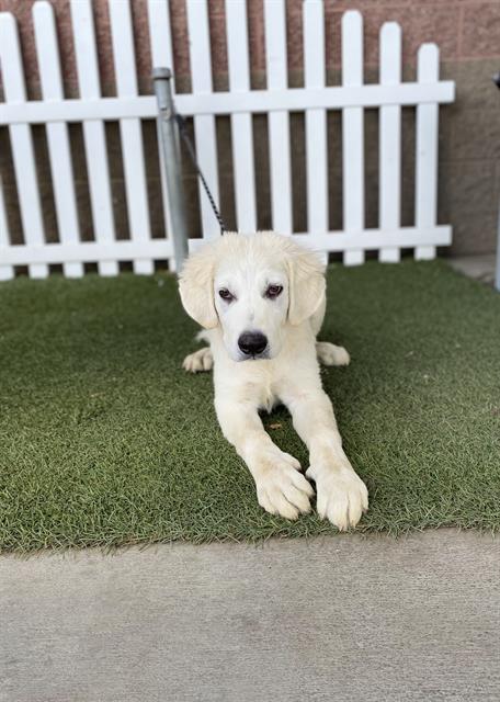 adoptable Dog in Modesto, CA named FROST