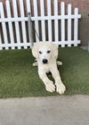 adoptable Dog in  named FROST