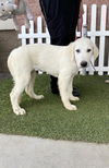 adoptable Dog in  named IVY