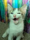 adoptable Cat in ,  named HOWIE