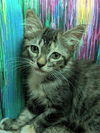adoptable Cat in ,  named KEVIN