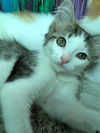 adoptable Cat in ,  named AJ