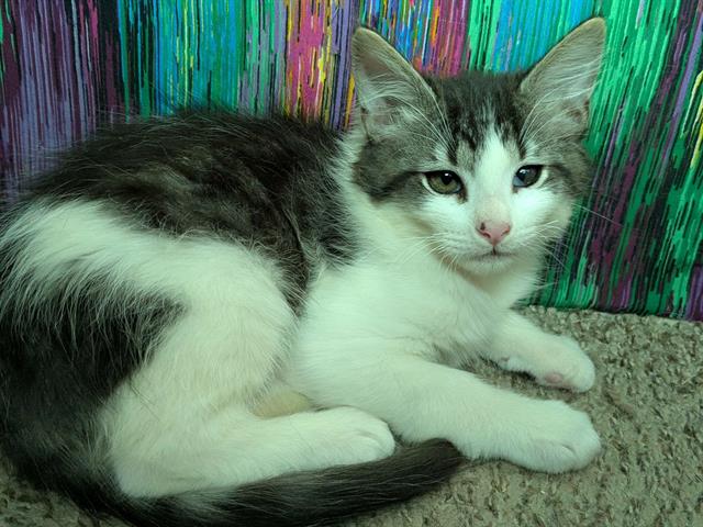 adoptable Cat in Modesto, CA named BRIAN
