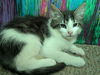 adoptable Cat in ,  named BRIAN