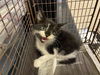 adoptable Cat in  named A599759