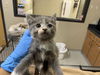 adoptable Cat in  named COMET