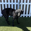 adoptable Dog in  named *SCOOTER