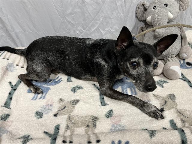 adoptable Dog in Modesto, CA named *PEPE LE PEW