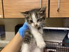 adoptable Cat in  named *RAY