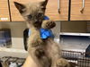 adoptable Cat in  named *TACO