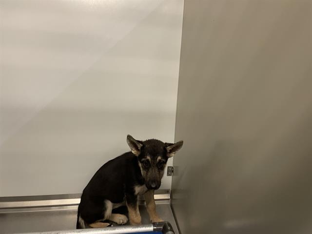 adoptable Dog in Modesto, CA named *PENELOPE