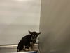 adoptable Dog in  named *PENELOPE