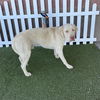 adoptable Dog in  named *SONNY
