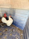 adoptable Chicken in  named *HENNY