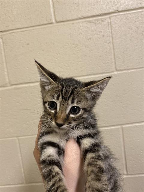 adoptable Cat in Modesto, CA named *POBLANO