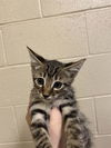 adoptable Cat in  named A601599