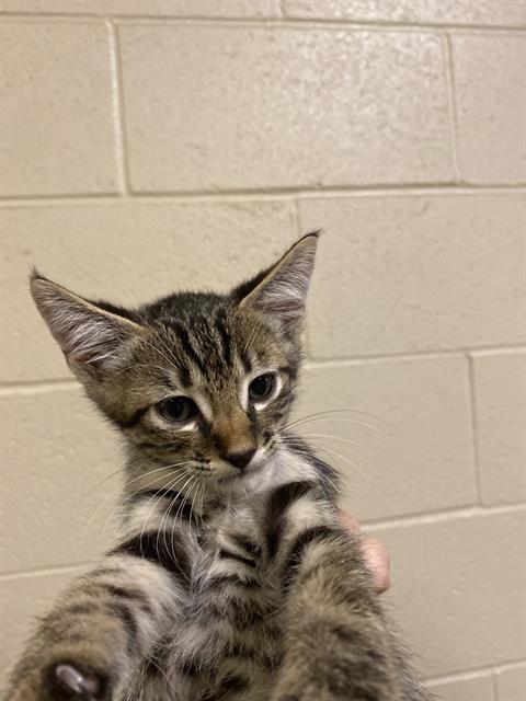 adoptable Cat in Modesto, CA named *SERRANO