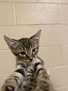 adoptable Cat in  named A601600